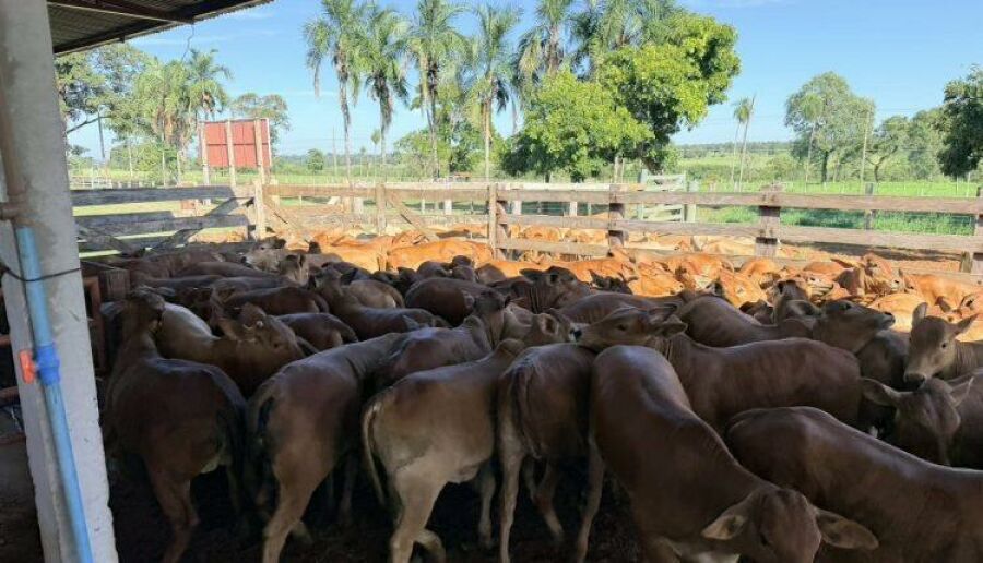 Imagem d91a9cda-d07b-409e-946d-1fc8009d7479